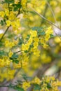 Scorpion senna Hippocrepis emerus yellow flowers on a shrub Royalty Free Stock Photo