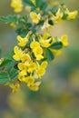 Scorpion senna Hippocrepis emerus yellow flowers on a twig Royalty Free Stock Photo