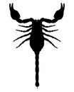 Scorpion icon. Isolated illustration of a black silhouette of a scorpion.