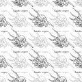 Scorpion Spider ÃÂ¡onch. Seamless pattern of Lambis Scorpius and calligraphy. Hand-drawn collection of seashells. Vector.