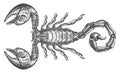 Scorpion with sting. Hand drawn illustration in engraving style. Totem animal tattoo sketch