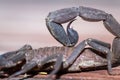 Scorpion stinger close up Royalty Free Stock Photo