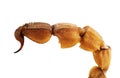 Scorpion tail Royalty Free Stock Photo