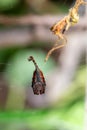 Scorpion tailed spider, Arachnura angura, Satara, Maharashtra,