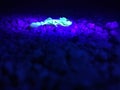 Scorpion under black light Royalty Free Stock Photo