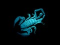 Scorpion under blacklight