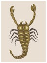 Scorpion vector illustration with zodiac sign. Royalty Free Stock Photo