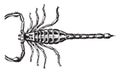 Scorpion, vintage illustration Royalty Free Stock Photo