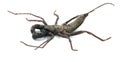 Scorpion whip black insect side view isolated on white background. wildlife small dagerous hunter specie. long tail and strong cla Royalty Free Stock Photo