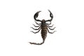 Scorpion on the white background. Royalty Free Stock Photo