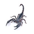 Scorpion on white background