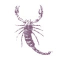 Scorpion on white background Royalty Free Stock Photo