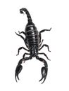 Scorpion on white background