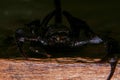 Scorpion on a wooden background. Royalty Free Stock Photo