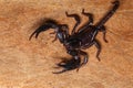 Scorpion on a wooden background. Royalty Free Stock Photo