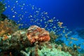 Scorpionfish Royalty Free Stock Photo