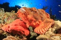 Scorpionfish Royalty Free Stock Photo