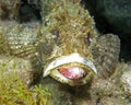 Scorpionfish