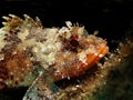 Scorpionfish Royalty Free Stock Photo