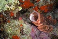 Scorpionfish Royalty Free Stock Photo