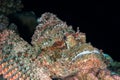 Scorpionfish black background Royalty Free Stock Photo