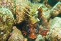 Scorpionfish Royalty Free Stock Photo