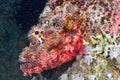 Scorpionfish head Royalty Free Stock Photo
