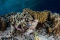 Scorpionfish on Reef in Indonesia Royalty Free Stock Photo