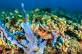 Scorpionfish on a reef Royalty Free Stock Photo