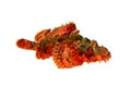 Scorpionfish On A White Royalty Free Stock Photo