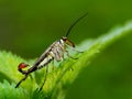 Scorpionfly male