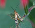 Scorpion Fly Mecoptera sitting on a leaf