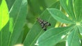 A Scorpionfly /Mecoptera/ sits on a green leaf among green grass