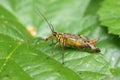 Scorpionfly, order Mecoptera female Royalty Free Stock Photo
