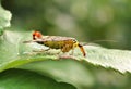 Scorpionfly, order Mecoptera male Royalty Free Stock Photo