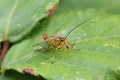 Scorpionfly, order Mecoptera male Royalty Free Stock Photo