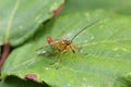 Scorpionfly, order Mecoptera male