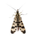 Scorpionfly viewed from up high, Panorpa vulgaris, isolated