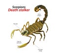 Scorpions death stalker
