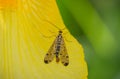 Scorpions Fliege resting on a flower iris