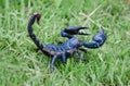 Scorpions on the grass blur Royalty Free Stock Photo