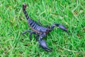 Scorpions on the grass detail animal