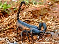 Scorpions are a group of animals with eight legs in the order Scorpiones, class Arachnida