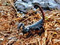 Scorpions are a group of animals with eight legs in the order Scorpiones, class Arachnida