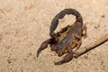 Scorpions, predatory arachnids Madagascar Royalty Free Stock Photo
