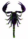 Scorpions are predatory arachnids of the order Scorpiones.