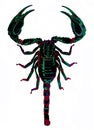 Scorpions are predatory arachnids of the order Scorpiones.