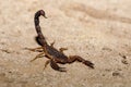 Scorpions, predatory arachnids Madagascar Royalty Free Stock Photo