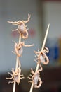 Scorpions on sticks Royalty Free Stock Photo
