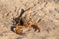 Scorpions walking in sand Botswana, Africa wildlife Royalty Free Stock Photo